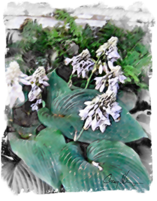 Soft Country Hosta & Ferns